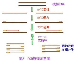 PCRֲﲡԭԼͼƬ