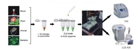 HNӫⶨPCR(ת¼)ԼͼƬ