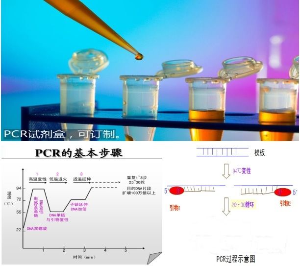 ֧ԭӫⶨPCR(ȾϷ)ԼͼƬ