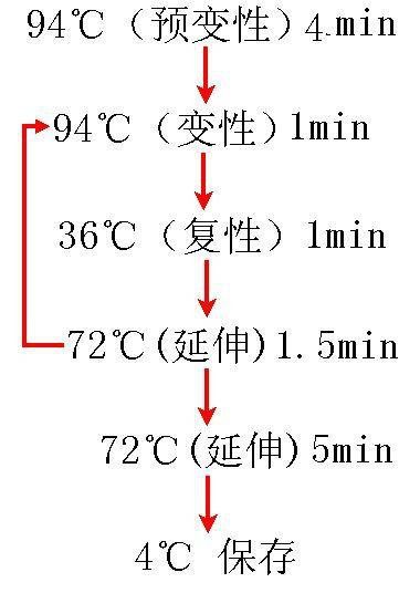 ɳϾinvAӫPCR(̽뷨)ԼͼƬ