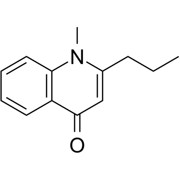 LeptomerineͼƬ