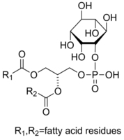 L--PhosphatidylinositolͼƬ