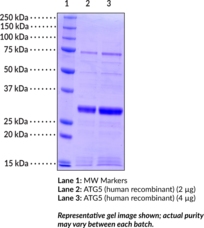 ATG5(human recombinant)ͼƬ