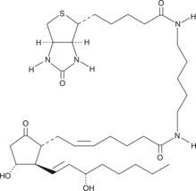 Prostaglandin E2-biotinͼƬ