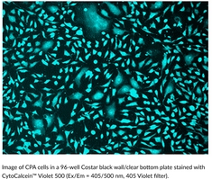 CytoCalcein? Violet 500ͼƬ