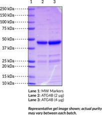 ATG4B(human recombinant)ͼƬ