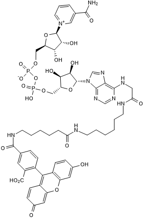 Fluorescein-NAD+图片