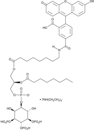 PtdIns-(3,4,5)-P3-fluorescein(ammonium salt)ͼƬ