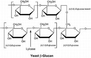 Lysing Enzymes from Arthrobacter luteusͼƬ