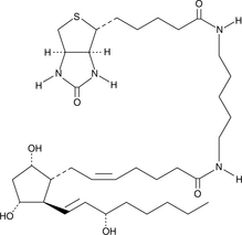 Prostaglandin F2-biotinͼƬ