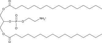 1,3-Dipalmitoyl-sn-glycero-2-PEͼƬ