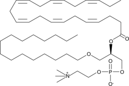 Docosahexaenoyl PAF C-16ͼƬ