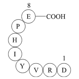 Angiotensin IIͼƬ