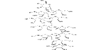 Fructo-oligosaccharide DP11/GF10ͼƬ