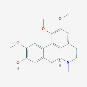 LauroscholtzineͼƬ