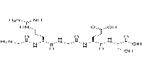 Fibronectin Active Fragment ControlͼƬ