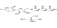 Uridine 5'-Triphosphate Tris SaltͼƬ