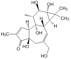 Phorbol