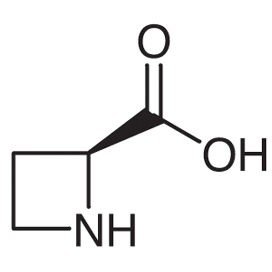 L-Azetidine-2-carboxylic Acid [Antagonist of L-Proline]