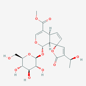 PlumierideͼƬ