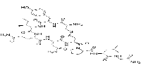 Oxytocin,Reproductive hormoneͼƬ