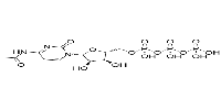 N4-Acetylcytidine triphosphateͼƬ