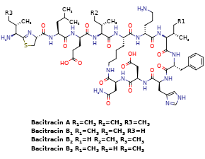 BacitracinͼƬ