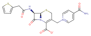 CephaloniumͼƬ