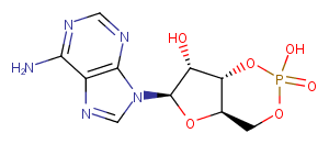 Cyclic AMPͼƬ