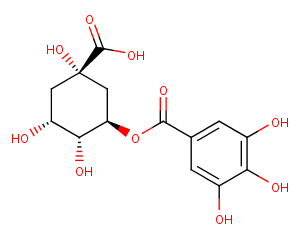 TheogallinͼƬ