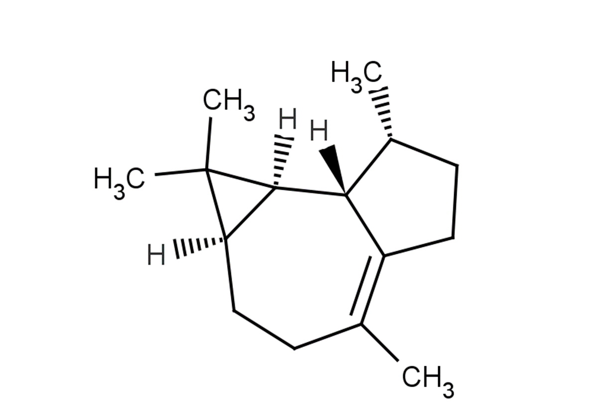 LedeneͼƬ