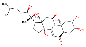 Ajugasterone CͼƬ