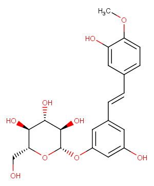 RhapontinͼƬ