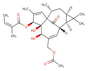 20-O-Acetylingenol-3-angelateͼƬ