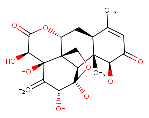 EURYCOMANONEͼƬ