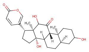 PseudobufarenoginͼƬ