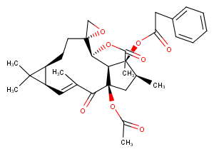 EuphorbiasteroidͼƬ