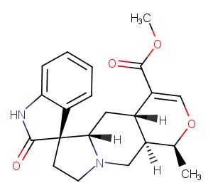 MitraphyllineͼƬ