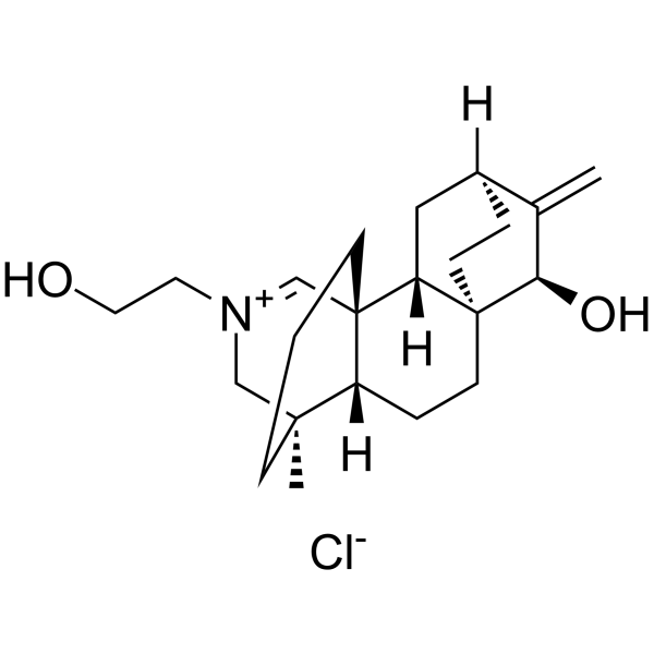 Guanfu base H图片