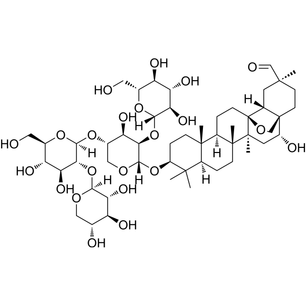 Ardisiacrispin AͼƬ