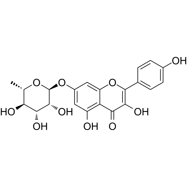 Kaempferol-7-O-rhamnoside图片