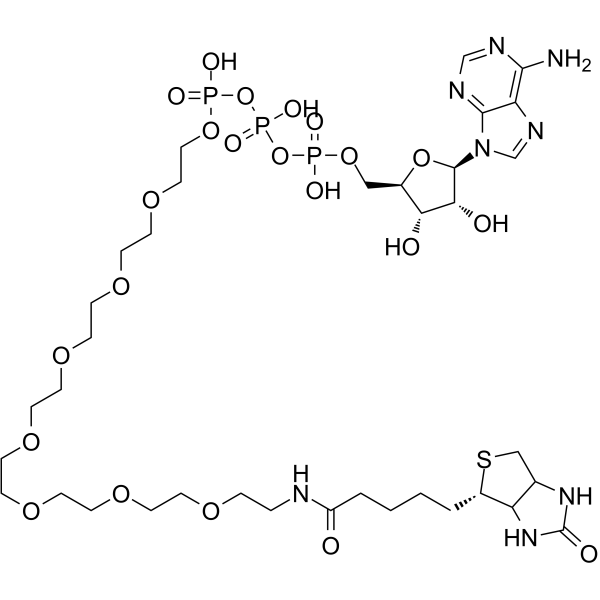 ATP-PEG8-BiotinͼƬ