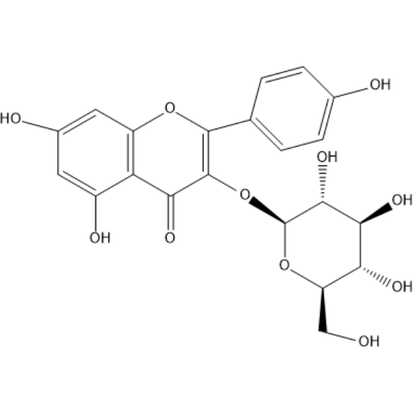 astragalinͼƬ