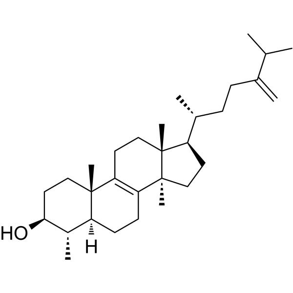 ObtusifoliolͼƬ