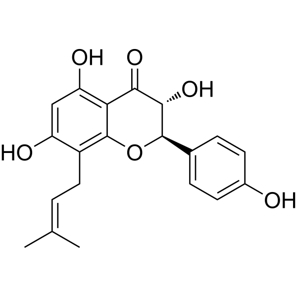 NeophellamuretinͼƬ