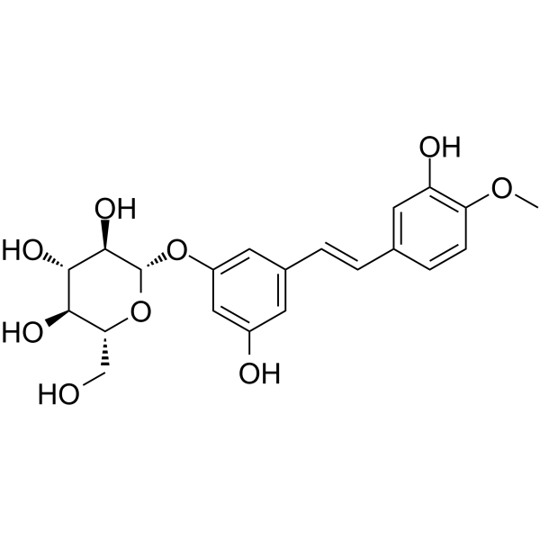 RhapontinͼƬ