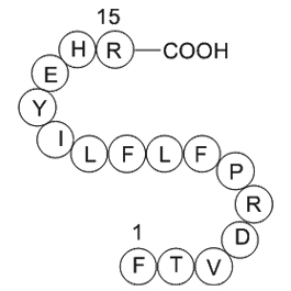 heparin cofactor II precursor(SERPIND1)fragment [Homo sapiens]ͼƬ