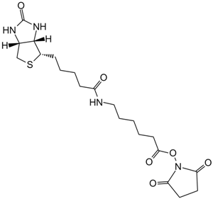 NHS-LC-BiotinͼƬ