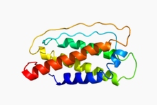 IL-7,murine recombinantͼƬ