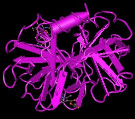 Elastase,Human NeutrophilͼƬ